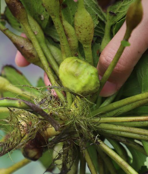 杞冠臻选 | 南湖菱羹  3碗试吃装和6碗礼盒装 嘉兴南湖菱和多种谷物合理搭配 商品图5