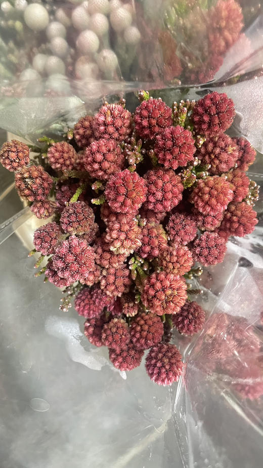 【南非进口】严星果 约10枝/扎 商品图3