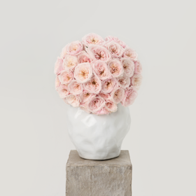 浪漫南法 Southern France