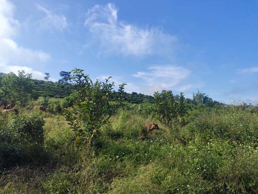 安叶家自产生态黄牛满138 包邮 商品图4