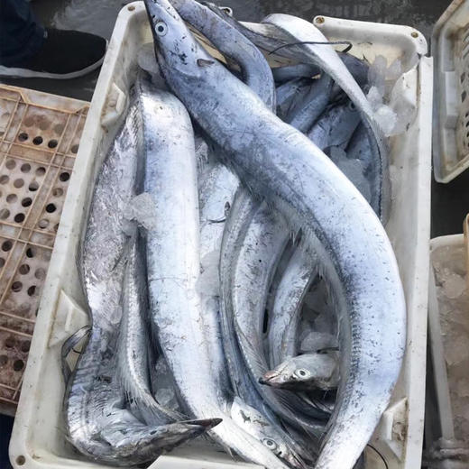 【节目同款】舟山带鱼段 东海野生捕捞 入口即化 脂多细腻 雷达网小眼睛带鱼 新鲜冷冻   400g/袋 商品图4