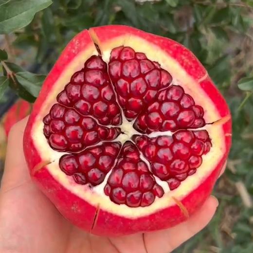 【产地直发】红颜墨籽·软籽石榴 果肉细腻 香味浓郁 商品图3