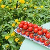 挂枝番茄|   又回归啦太新鲜了，一串串的红玛瑙，看着特别喜人，一口一个，鲜甜味道足😋😋不仅唇齿留香，也有手留余香，太喜欢啦～～强推 商品缩略图4