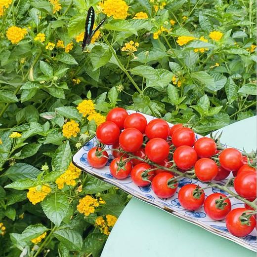 挂枝番茄|   又回归啦太新鲜了，一串串的红玛瑙，看着特别喜人，一口一个，鲜甜味道足😋😋不仅唇齿留香，也有手留余香，太喜欢啦～～强推 商品图4