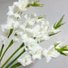 剑兰 白色 10支/扎 以实物为准 云南基地发货（价格已包含包装费用） 运费以实际为准，多退少补。） 商品缩略图0