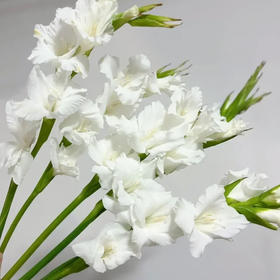 剑兰 白色 10支/扎 以实物为准 云南基地发货（价格已包含包装费用） 运费以实际为准，多退少补。）