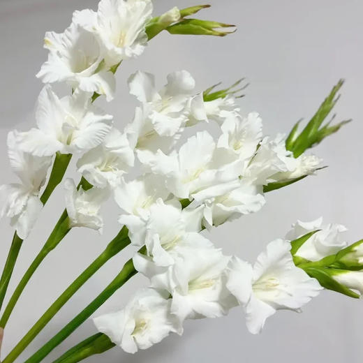 剑兰 白色 10支/扎 以实物为准 云南基地发货（价格已包含包装费用） 运费以实际为准，多退少补。） 商品图0