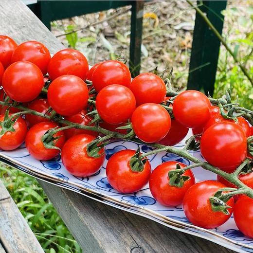 挂枝番茄|   又回归啦太新鲜了，一串串的红玛瑙，看着特别喜人，一口一个，鲜甜味道足😋😋不仅唇齿留香，也有手留余香，太喜欢啦～～强推 商品图3