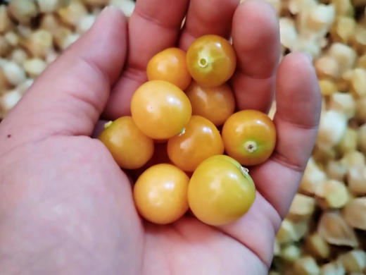 这个水果学名“灯笼果”俗称—菇鸟！这是我从小吃到大的水果😍季节性很强，每年这个时候才能吃到，维生素C、硒、锌的含量超过普通水果10倍！东北特产！剥皮就吃，甜甜的！1.5斤/盒 商品图2