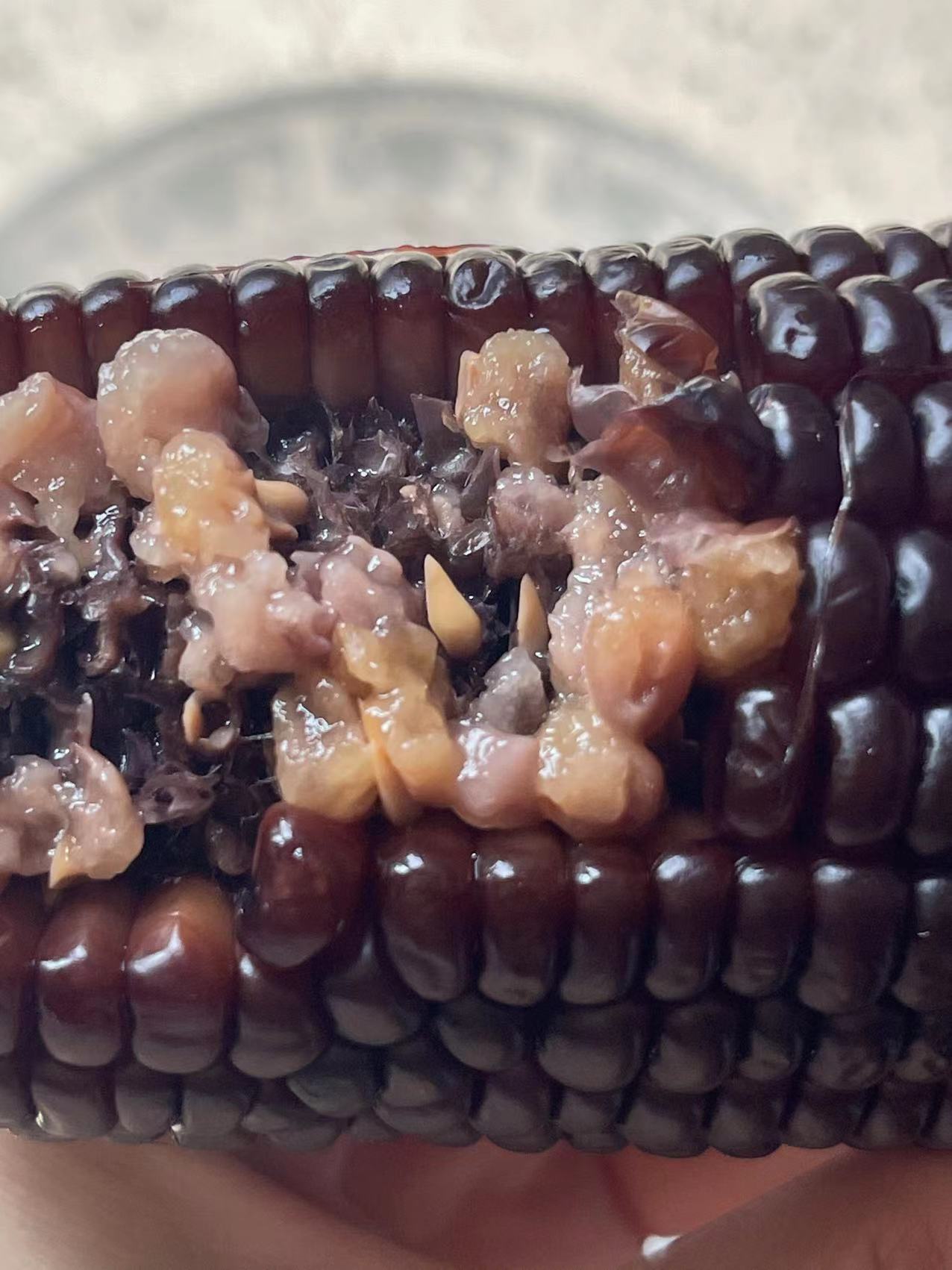 玉米兄弟家的黑玉米 巧克力味软糯 无添加非转基因