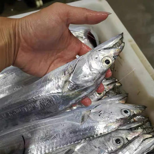 周六配送小区门口自提！胶东半岛油皮带鱼，好吃的带，尖嘴，小眼，肉厚！相对南方油皮带来说，肉质紧实，口感更好。唯一缺点就是和舟山油带捕捞方式不一样，鱼表面亮度偏暗，有渔网划痕，易破肚！3斤/箱 商品图0