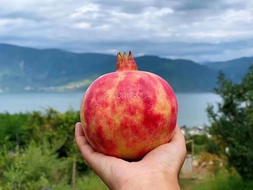 云南软籽石榴～云南涂夫 商品图0