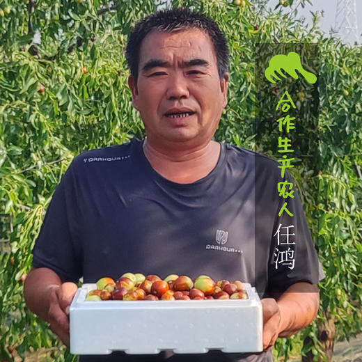 生态鲜枣 | 合作生产* Eco-fresh jujube | Copruduction 商品图1