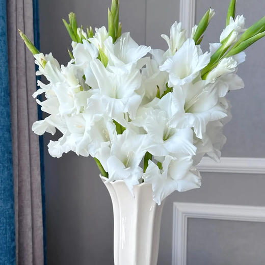 剑兰 白色 10支/扎 以实物为准 云南基地发货（价格已包含包装费用） 运费以实际为准，多退少补。） 商品图1