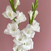 剑兰 白色 10支/扎 以实物为准 云南基地发货（价格已包含包装费用） 运费以实际为准，多退少补。） 商品缩略图3