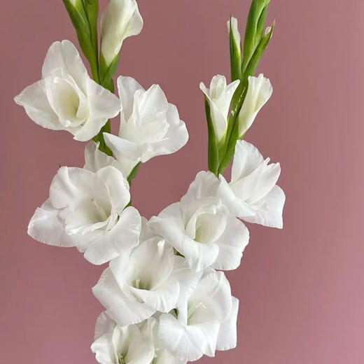 剑兰 白色 10支/扎 以实物为准 云南基地发货（价格已包含包装费用） 运费以实际为准，多退少补。） 商品图3