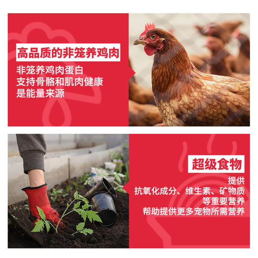 DiamondNaturals美国进口帝尔文天然系列成犬小幼犬期狗粮 商品图3