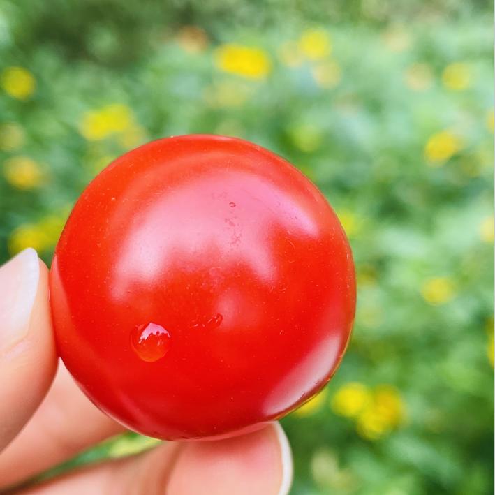 挂枝番茄|   又回归啦太新鲜了，一串串的红玛瑙，看着特别喜人，一口一个，鲜甜味道足😋😋不仅唇齿留香，也有手留余香，太喜欢啦～～强推