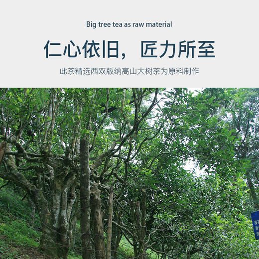 陈升号 2020年仁心200g 商品图4