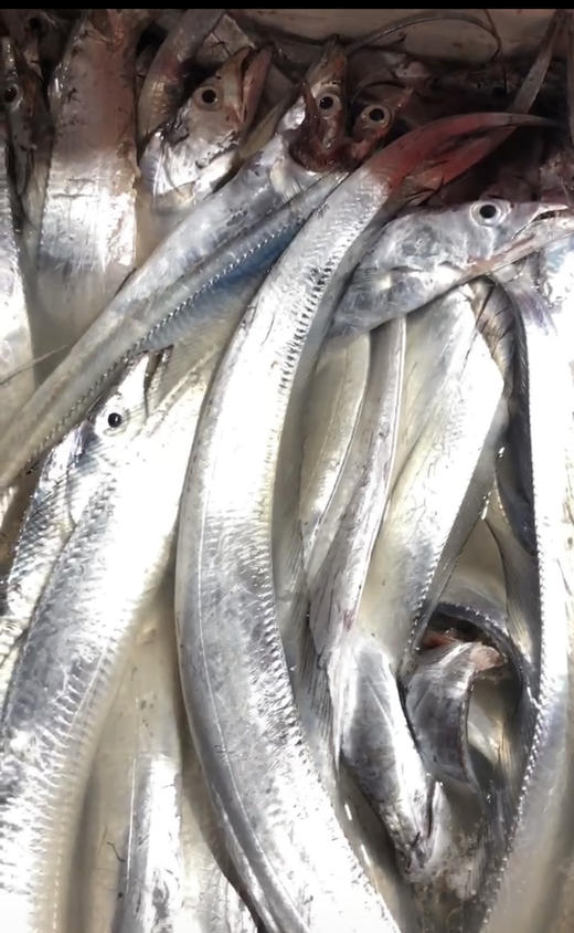 周六配送小区门口自提！胶东半岛油皮带鱼，好吃的带，尖嘴，小眼，肉厚！相对南方油皮带来说，肉质紧实，口感更好。唯一缺点就是和舟山油带捕捞方式不一样，鱼表面亮度偏暗，有渔网划痕，易破肚！3斤/箱 商品图2