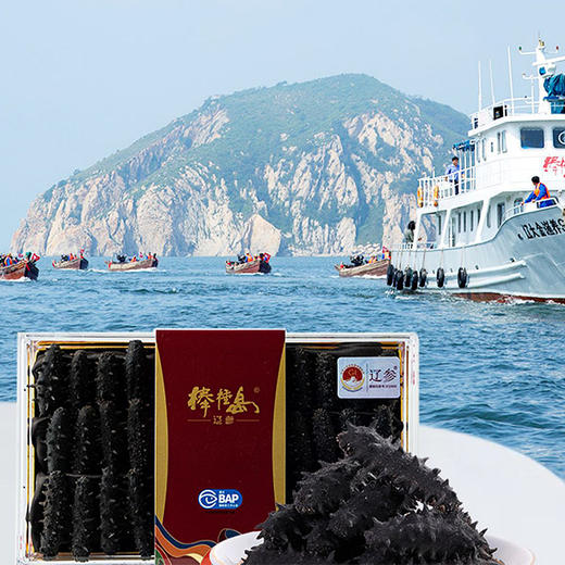 100g棒棰岛干辽参A12-20头 商品图0