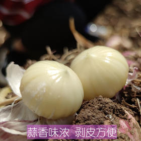 【大理紫皮独头蒜】应季鲜挖，外皮更薄，蒜瓣肥大，蒜香味浓郁，泡蒜腊八蒜糖醋蒜大蒜头入菜都香