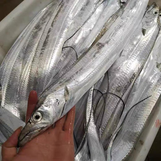 周六配送小区门口自提！胶东半岛油皮带鱼，好吃的带，尖嘴，小眼，肉厚！相对南方油皮带来说，肉质紧实，口感更好。唯一缺点就是和舟山油带捕捞方式不一样，鱼表面亮度偏暗，有渔网划痕，易破肚！3斤/箱 商品图1