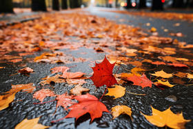 落叶时节，“悲秋”最伤肺，如何缓解？