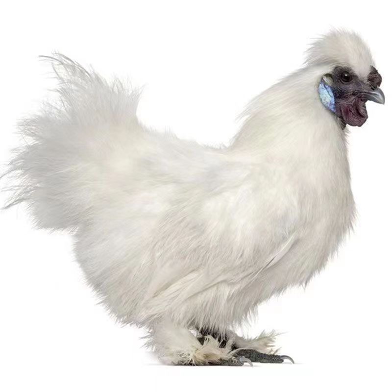 临泉县林下散养乌鸡现杀乌鸡活鸡4斤左右