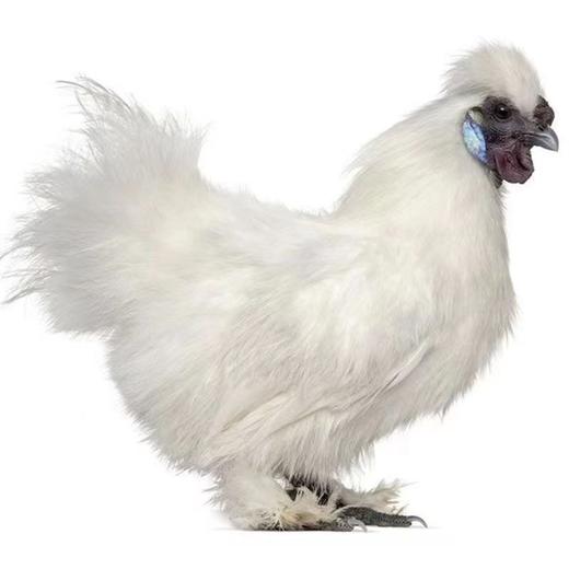 临泉县林下散养乌鸡现杀乌鸡活鸡4斤左右 商品图0