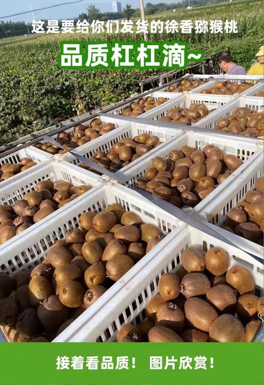 果园直发陕西眉县徐香猕猴桃5斤装 商品图3