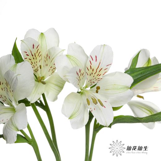 六出花 | 玛莎 商品图2