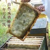 野蕊荆条蜜500g/瓶 商品缩略图3