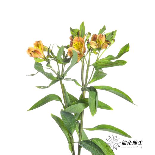 六出花 | 鸡尾酒 商品图1