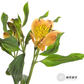 六出花 | 鸡尾酒