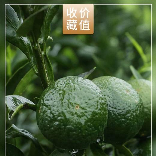 十年新会陈皮100g 商品图2