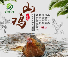 琼中山鸡母鸡（黑脚)