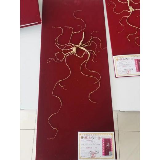 【板牙风物】长白山人参20年干参 商品图2