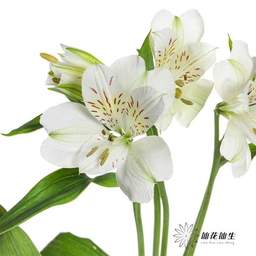 六出花 | 玛莎 商品图0