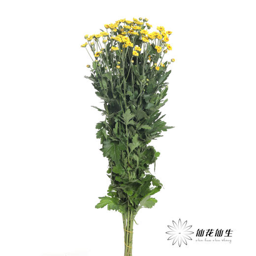 配花 | 小菊南农小金星 商品图1