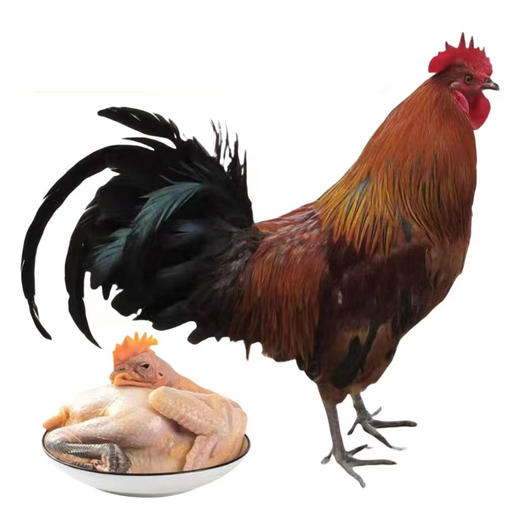 临泉农家散养土公鸡300日龄左右活鸡4斤以上 商品图1