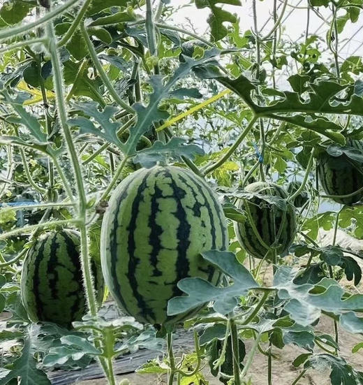周二配送至小区门口自提！蜜蜂授粉小吊瓜，有籽，皮薄，脆甜多汁！一组两个，共约5斤多点 商品图1