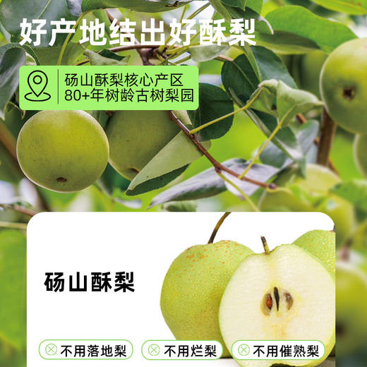 喜善花房纯梨膏210g（10g×21条） 两罐（送向日葵种子） 商品图1