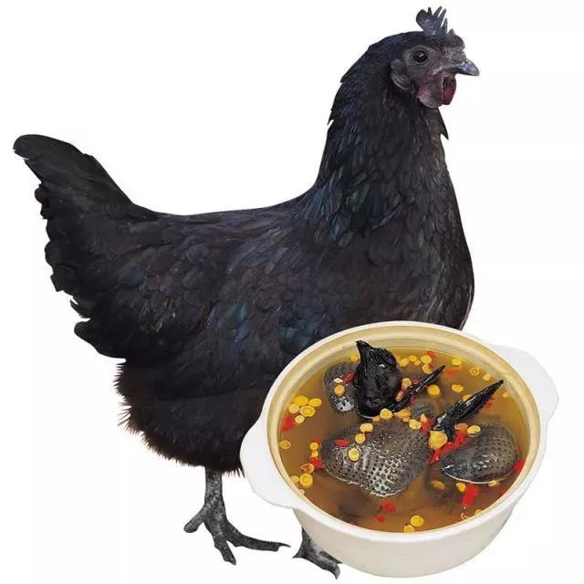 《本草纲目》记录药鸡临泉林下散养五黑鸡2年土母鸡活鸡3斤左右公鸡1年左右