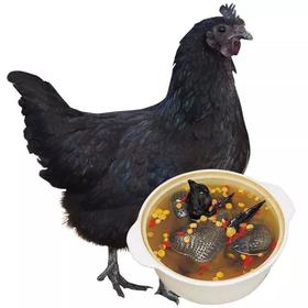 《本草纲目》记录药鸡临泉林下散养五黑鸡2年土母鸡活鸡3斤左右公鸡1年左右