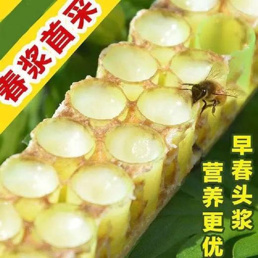 野蕊鲜蜂王浆500g/瓶 商品图2