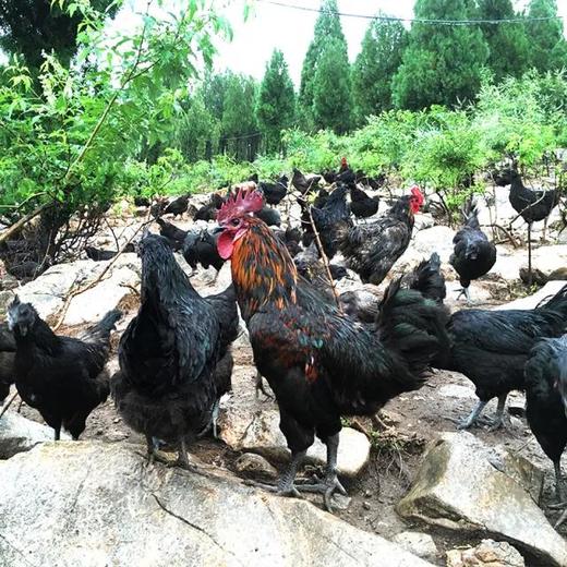 《本草纲目》记录药鸡临泉林下散养五黑鸡2年土母鸡活鸡3斤左右公鸡1年左右 商品图2