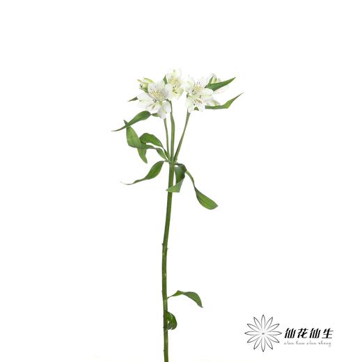 六出花 | 玛莎 商品图3