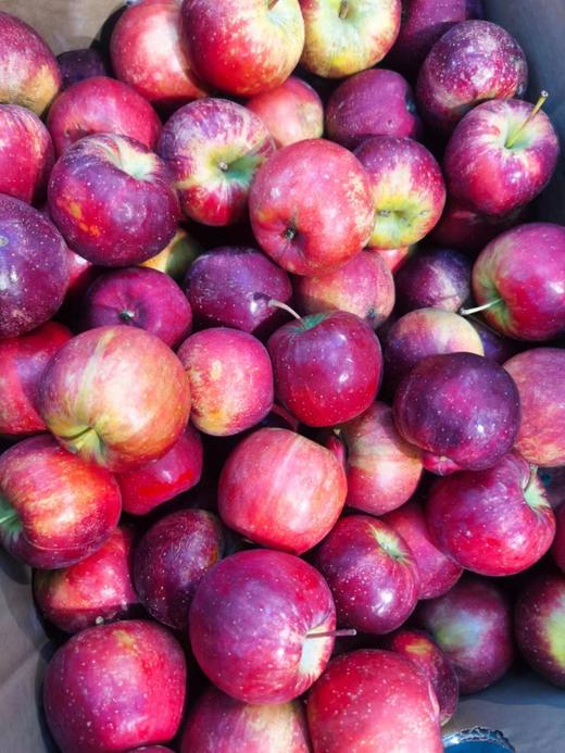 超大龙丰果2斤 商品图0