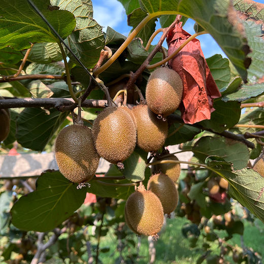 翠香绿心猕猴桃 商品图5